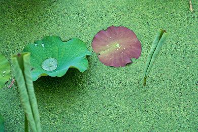 《永劫无间》职业联赛NBPL第四双周7月24日DAY8三排周决赛